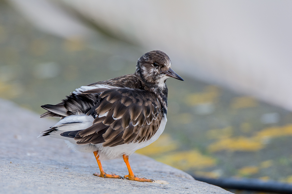 Ruddy turnstone
