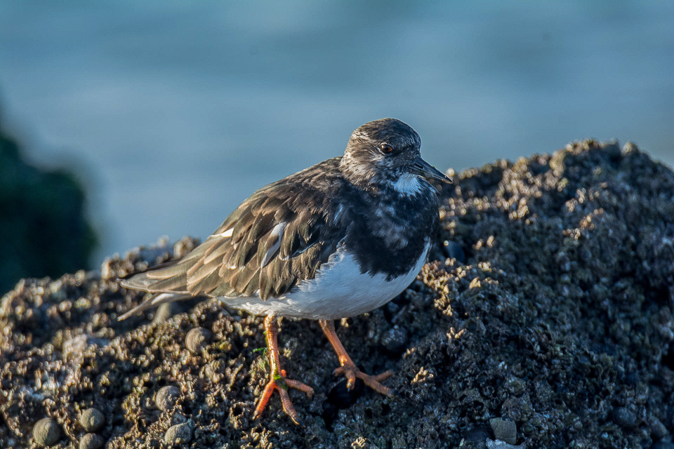 Ruddy turnstone
