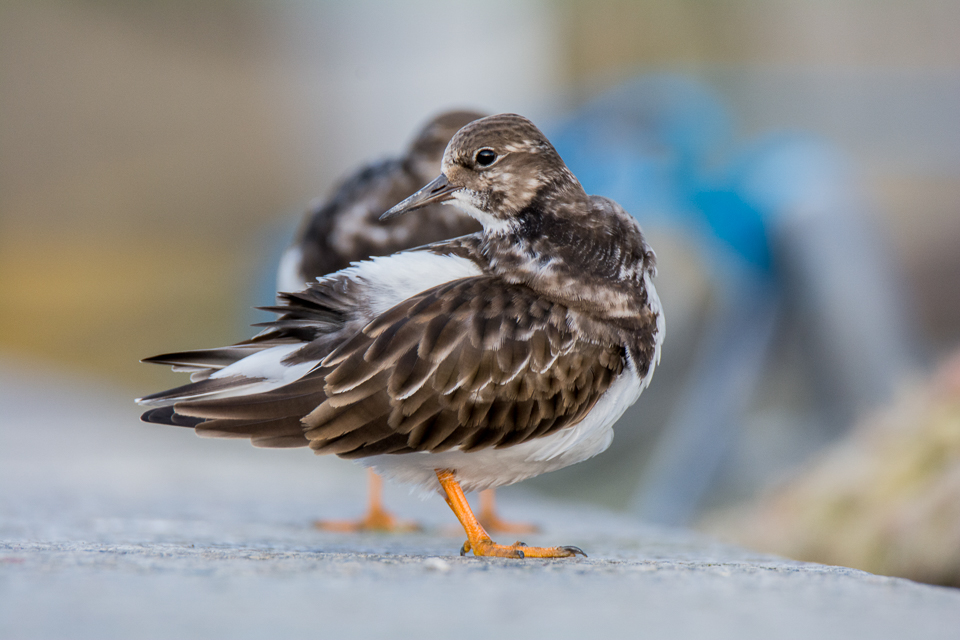 Ruddy turnstone