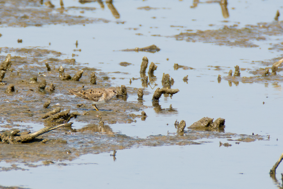 Calidris temminckii - Temminck's stint