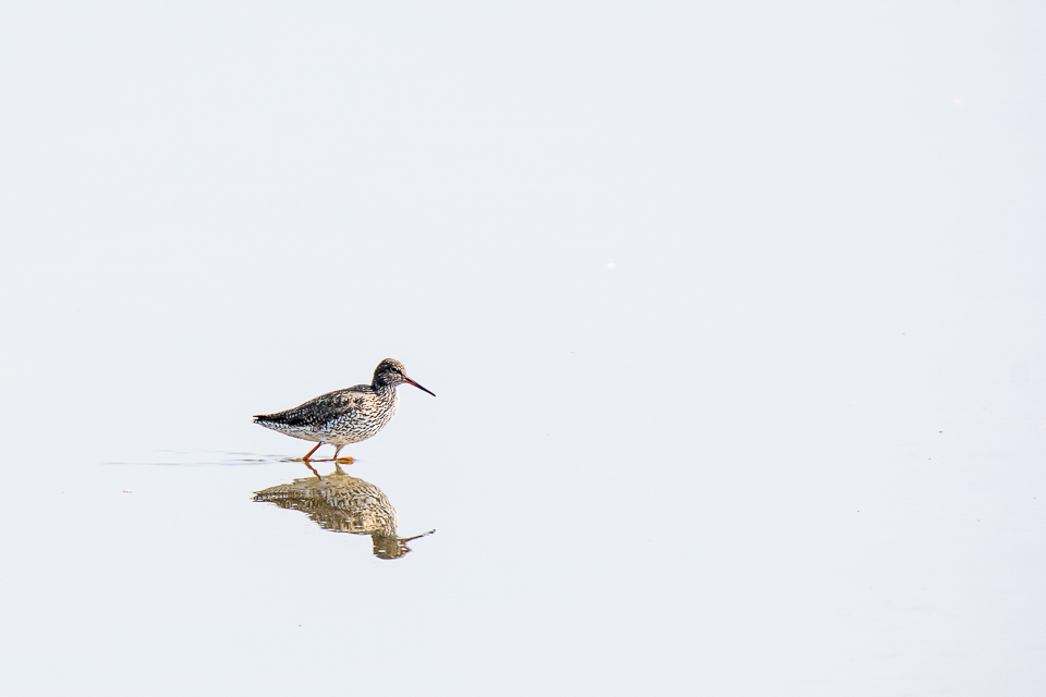 Tringa Totanus - Common redshank