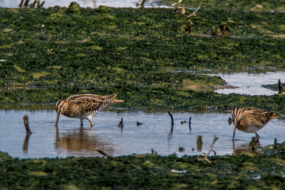 Gallinago Gallinago - Common snipe