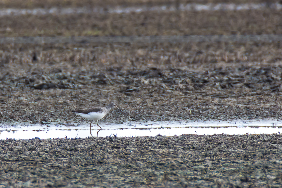 Tringa ochropus - Green sandpiper