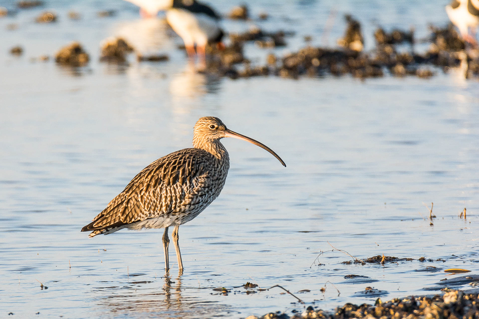 Numenius arquata -Eurasian curlew