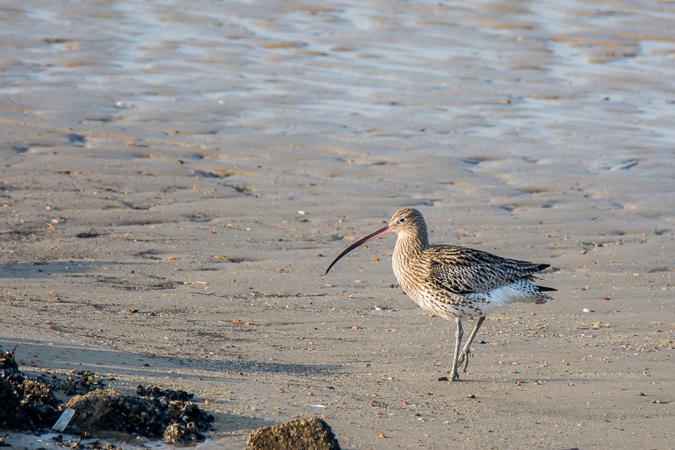 Eurasian curlew