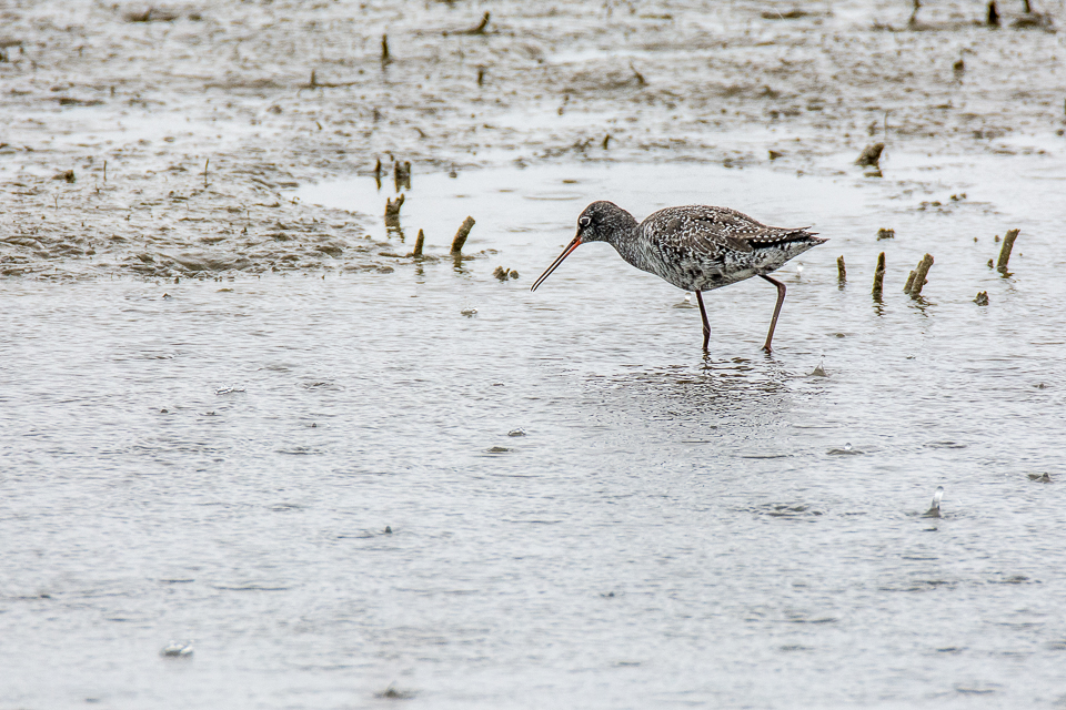 Tringa erythropus - Spotted redshank