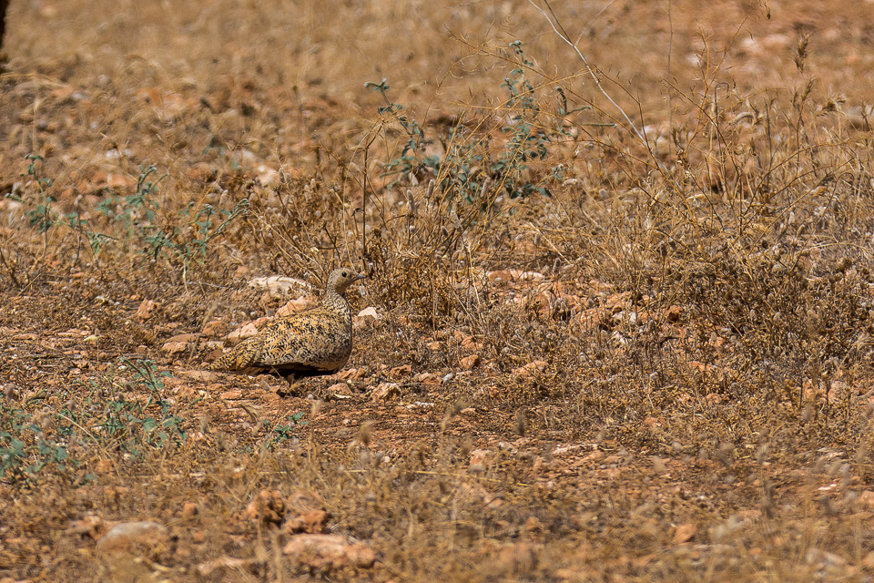 Pteroclididae - Zandhoenders