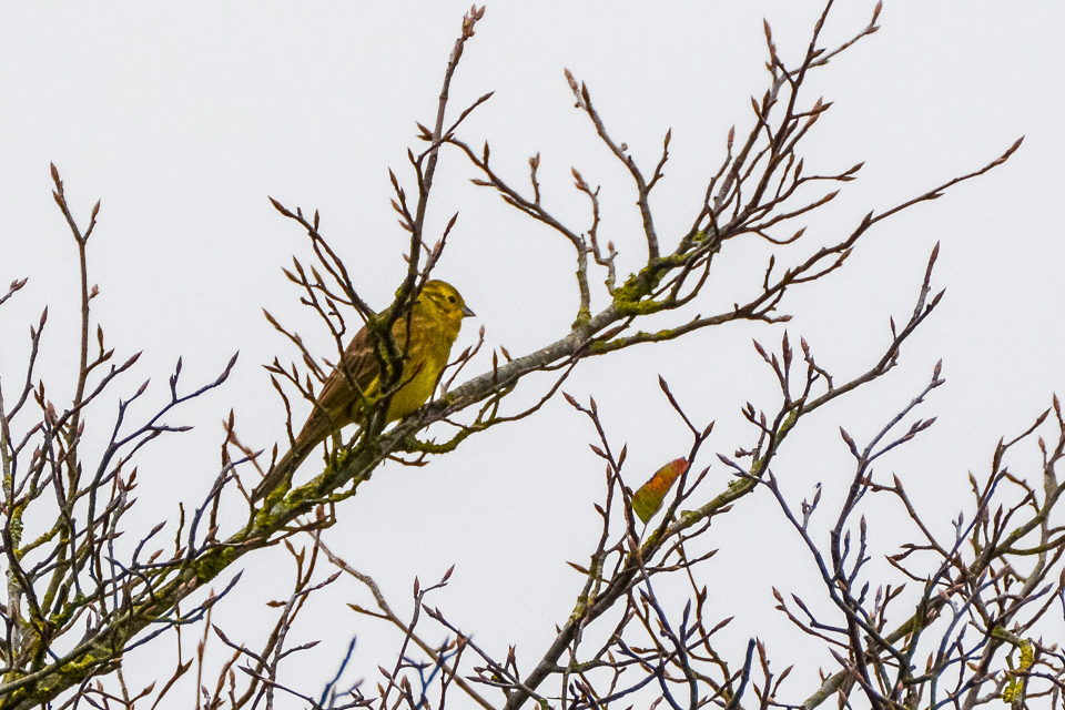Emberiza citrinella - Yellowhammer