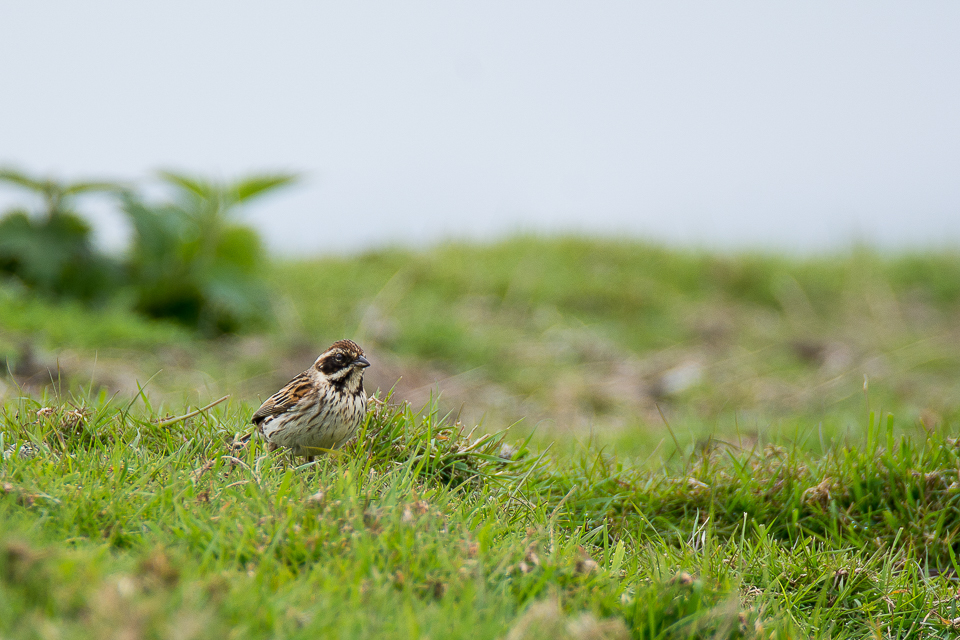 Emberiza Schoeniclus - Reed bunting