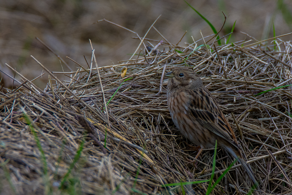 Emberiza leucocephalos - Pine bunting