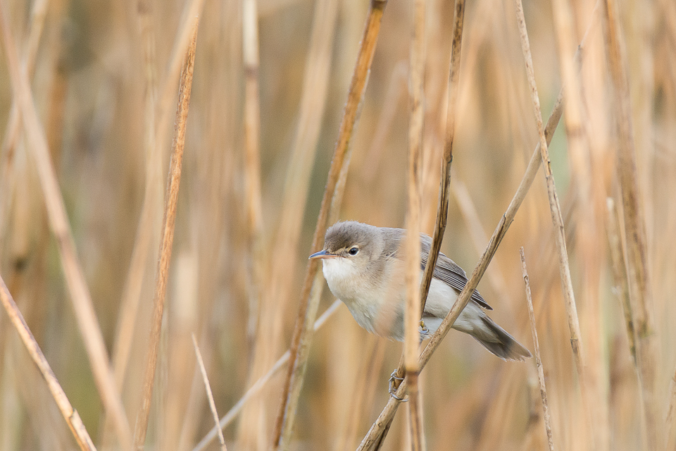 Eurasian Reed warbler