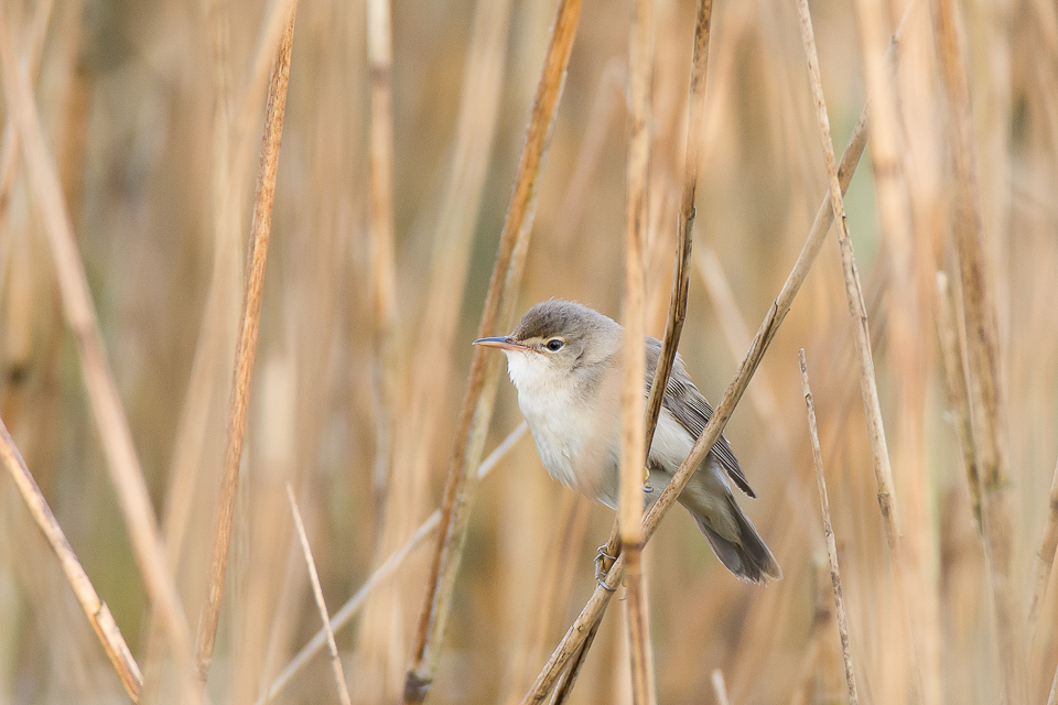 Eurasian Reed warbler