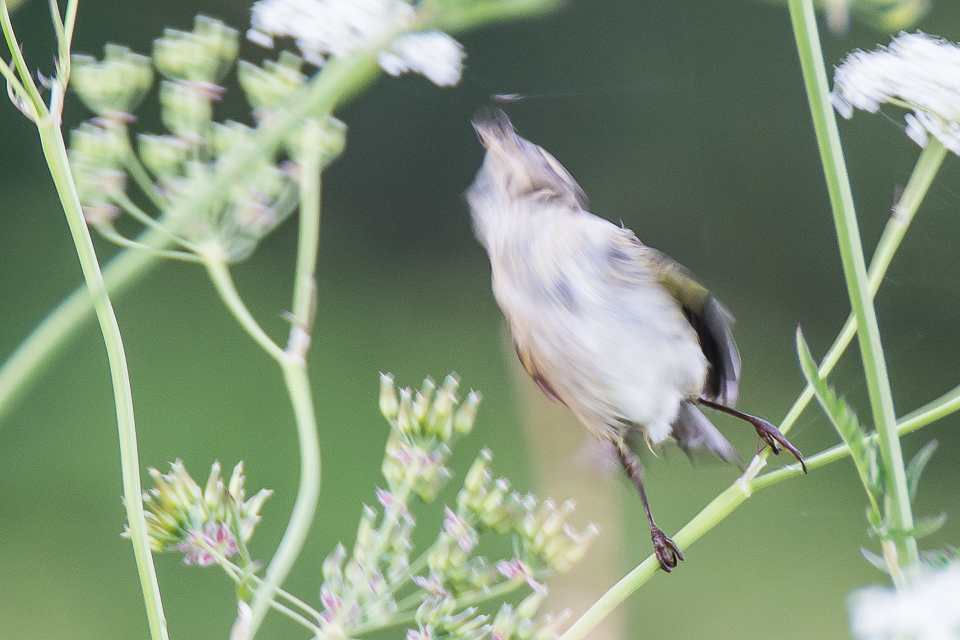 Eurasian Reed warbler