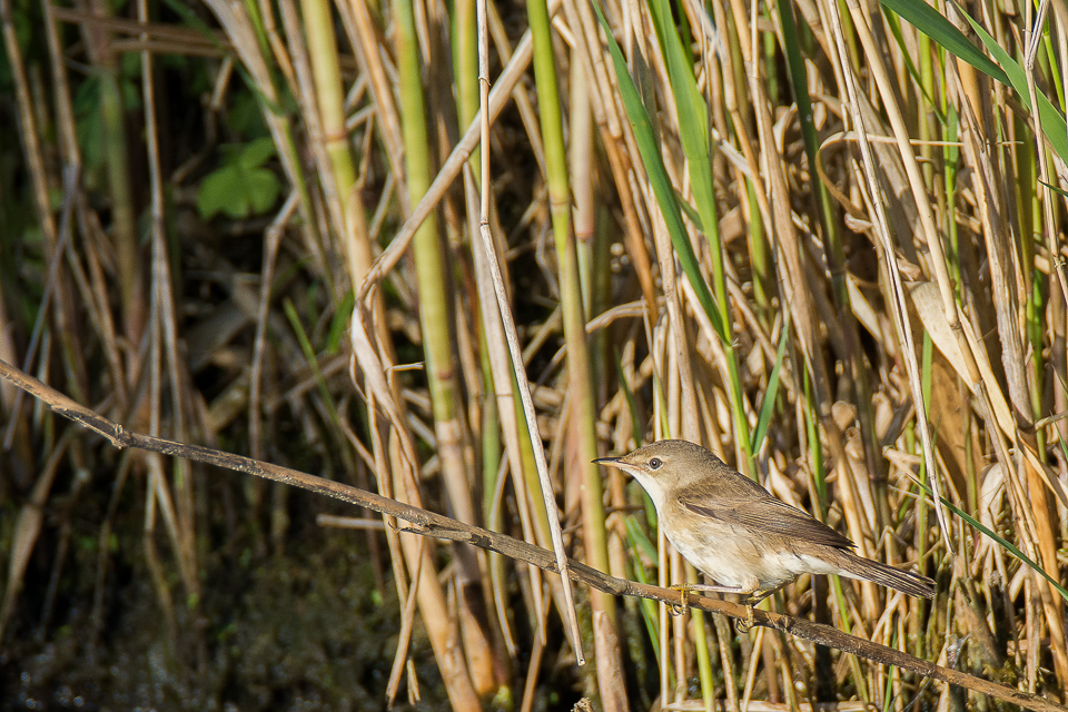 Eurasian Reed warbler