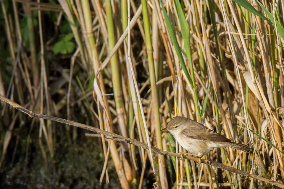 Eurasian Reed warbler