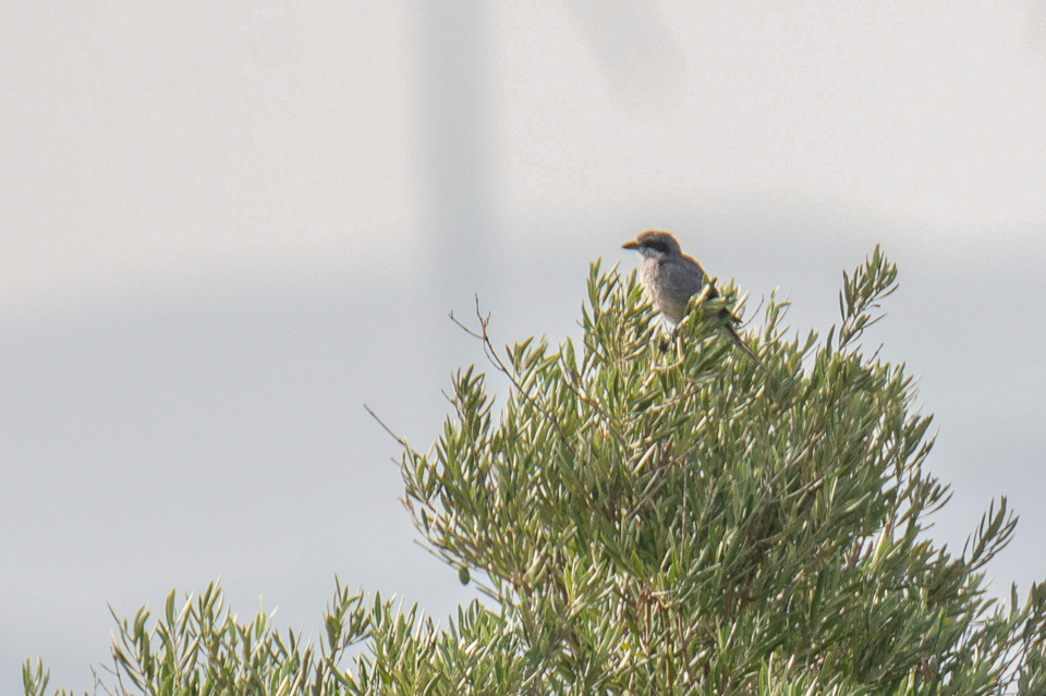 Iberische klapekster