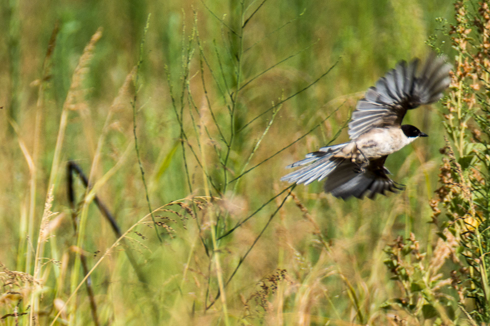Azure-winged magpie