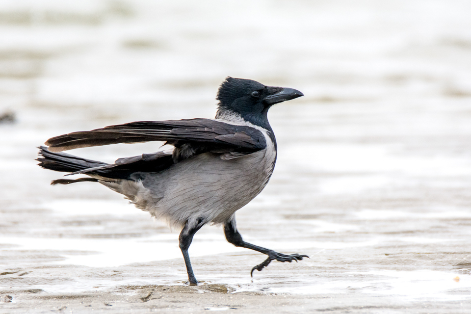 Hooded crow