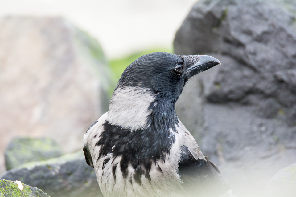 Hooded crow