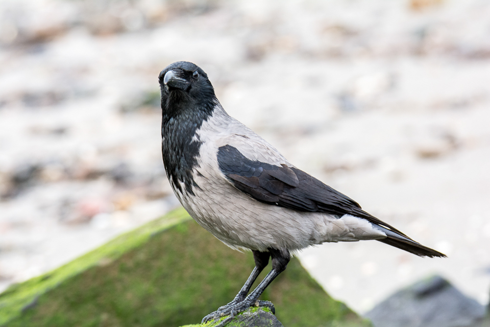 Hooded crow