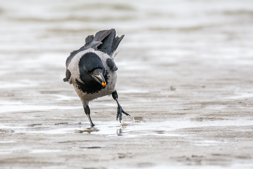 Hooded crow