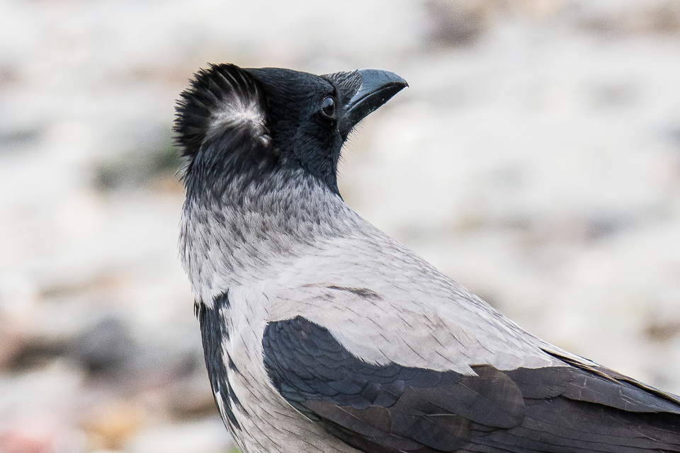 Hooded crow