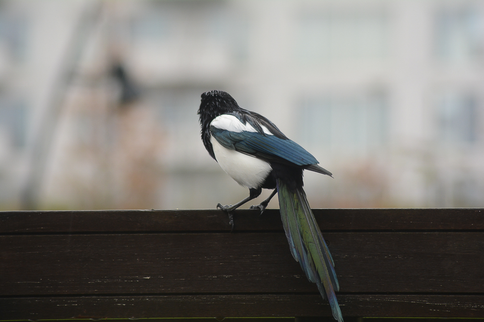 Eurasian magpie