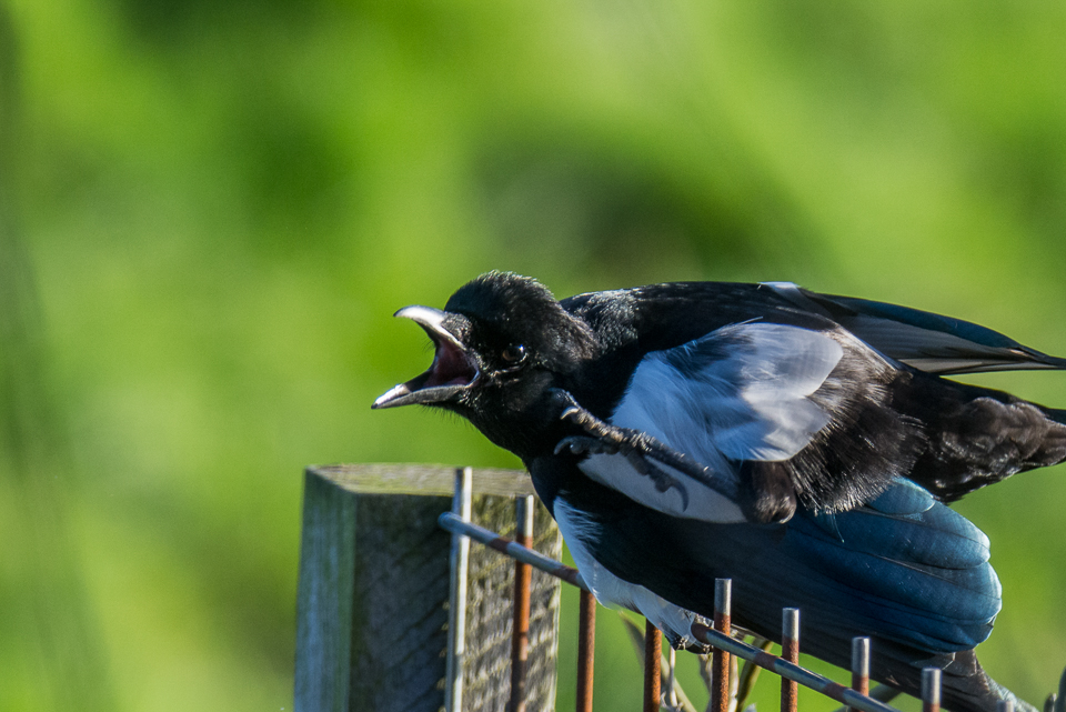 Eurasian magpie