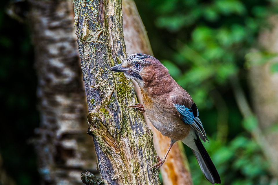 Eurasian jay