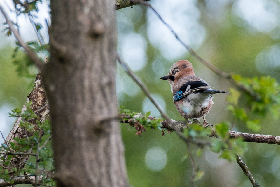 Eurasian jay