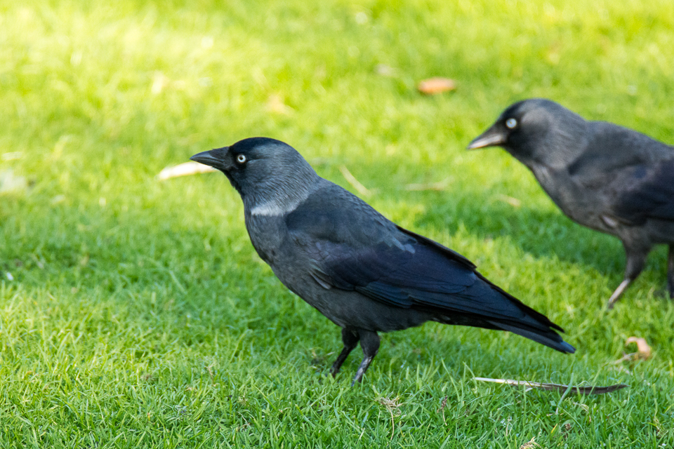 Scandinavian jackdaw
