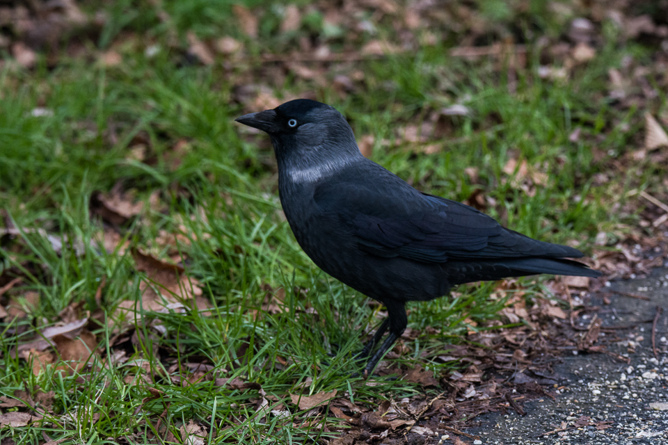 Scandinavian jackdaw