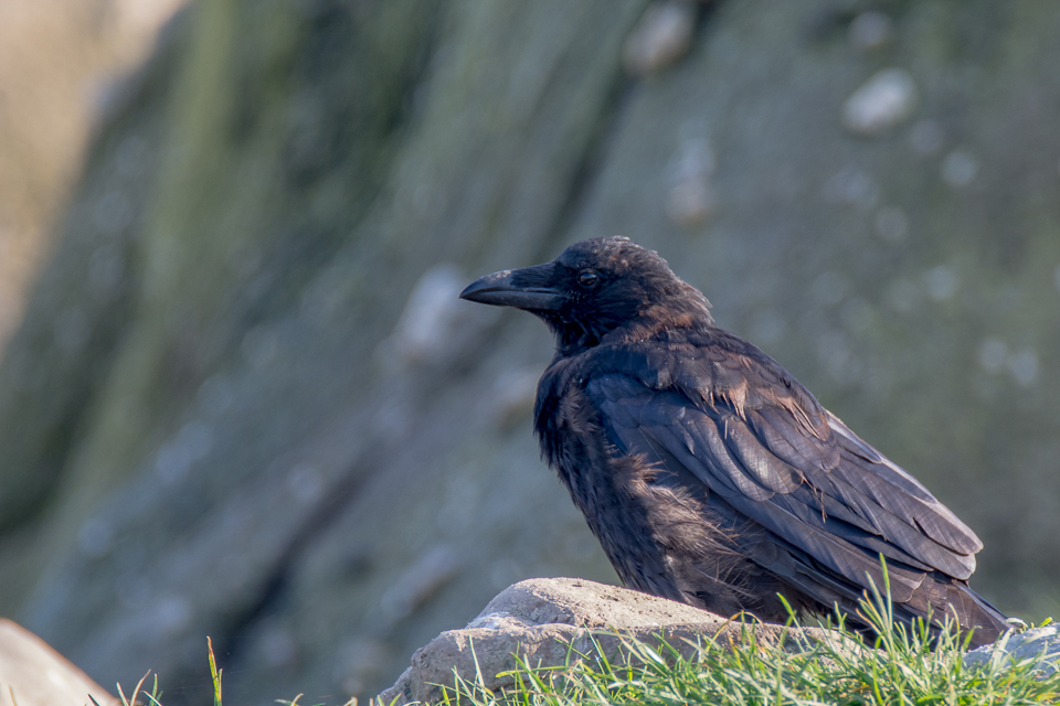 Carrion crow