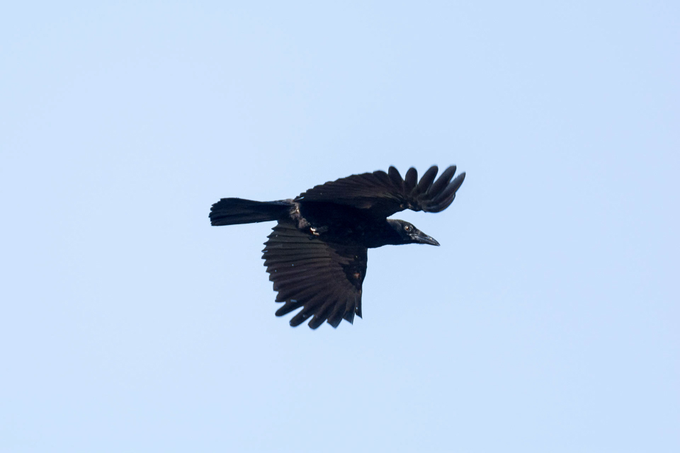 Carrion crow