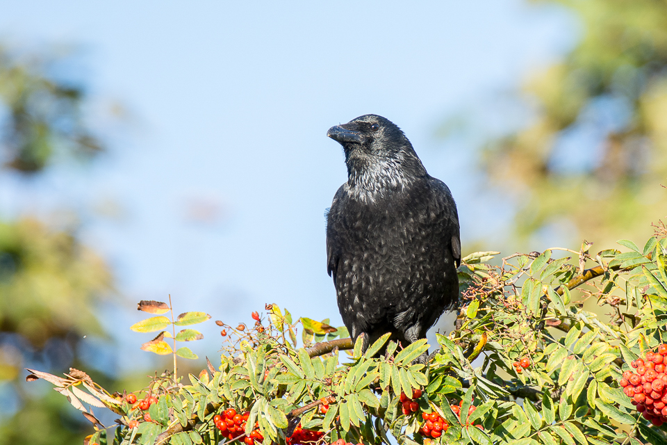 Carrion crow