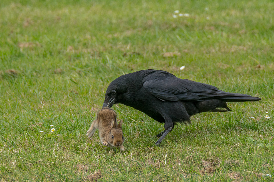 Carrion crow