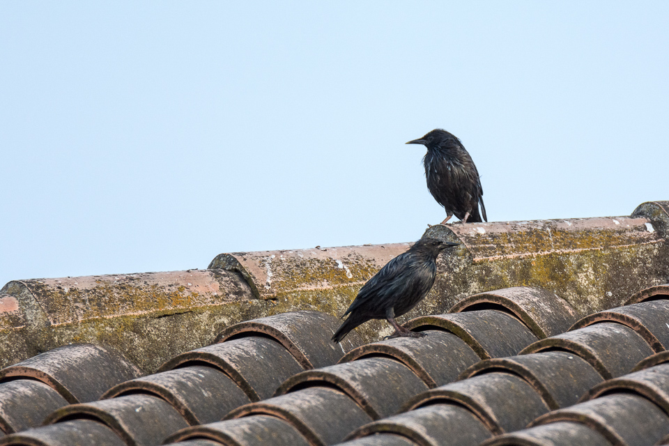 Spotless starling