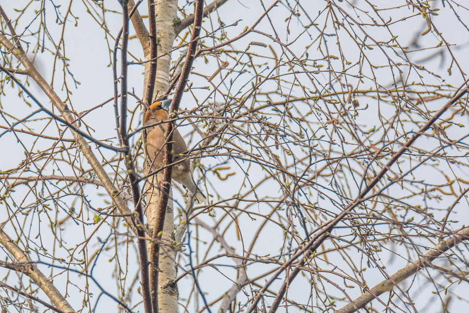 Appelvink