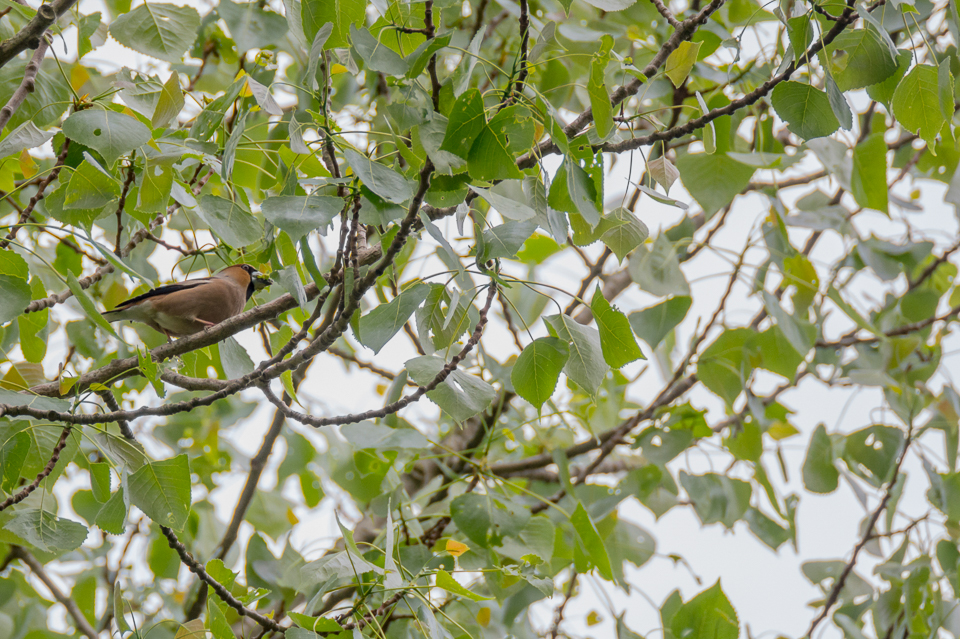 Appelvink