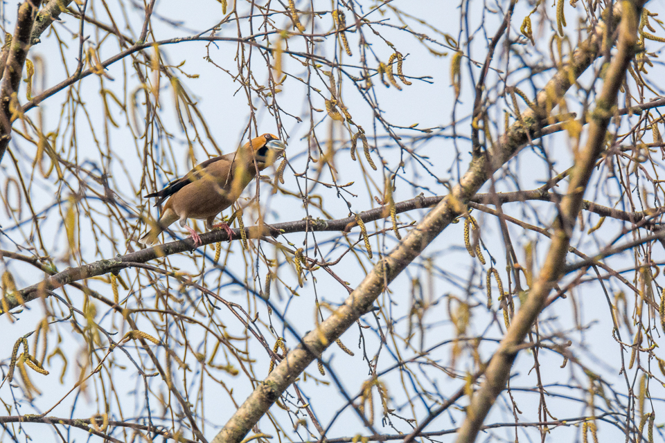 Appelvink