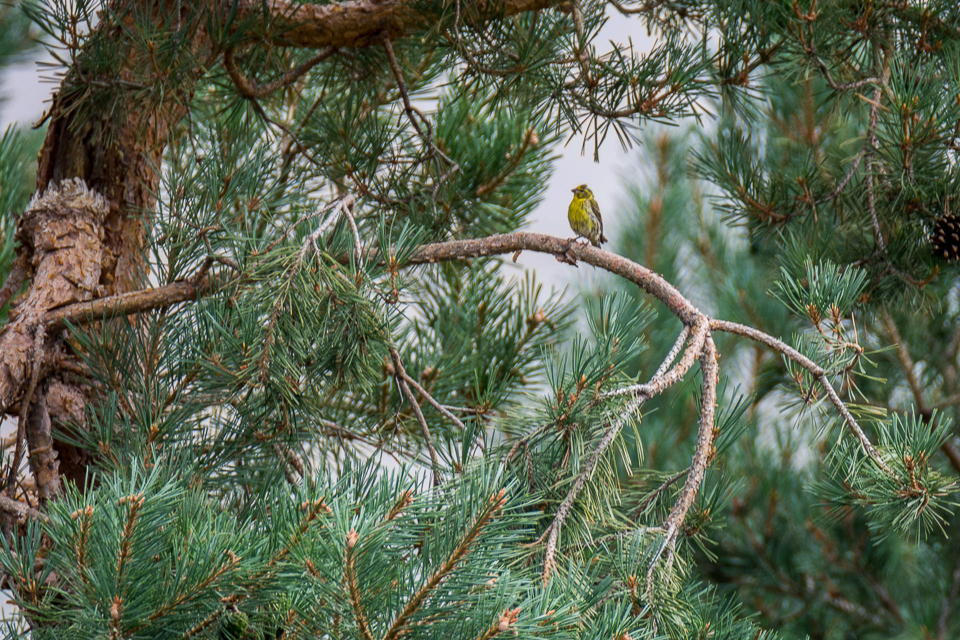 European serin