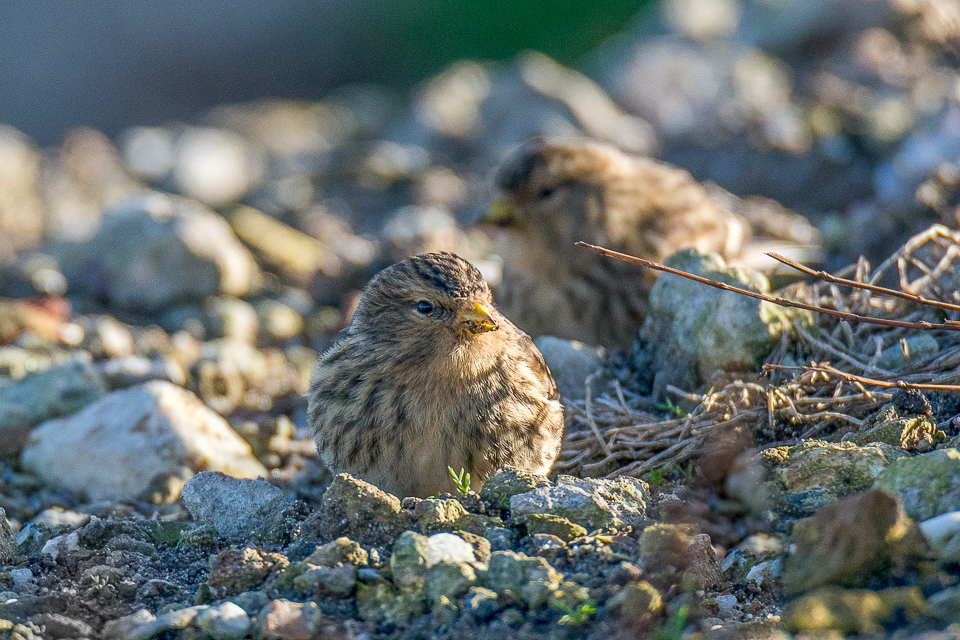 Twite