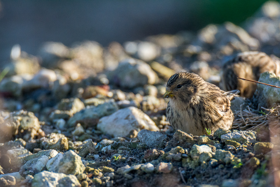 Twite
