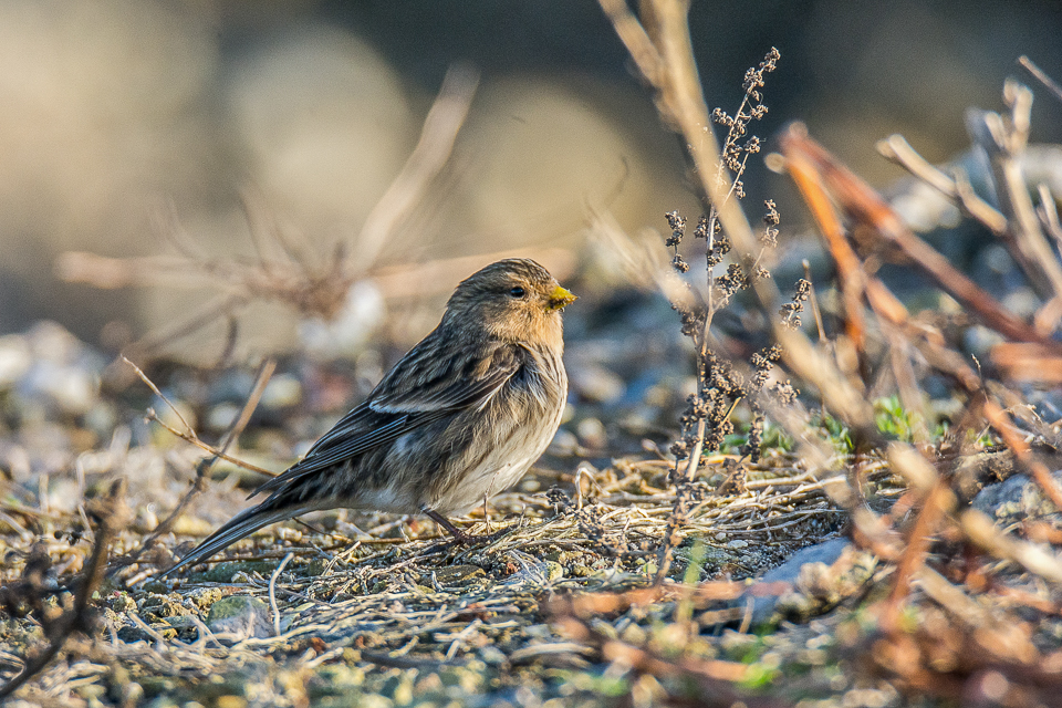 Twite