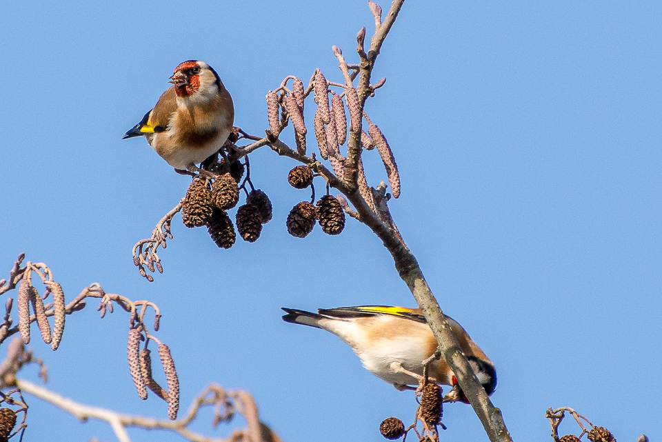 Goldfinch