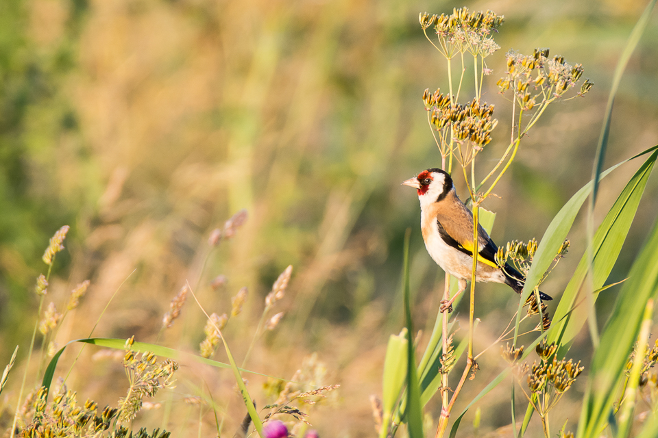 Goldfinch
