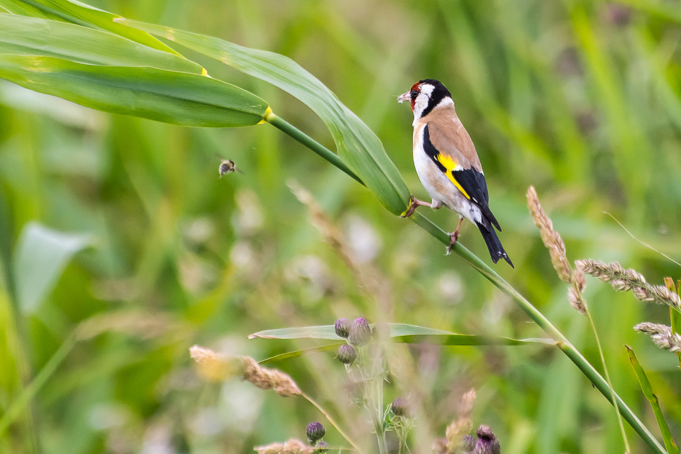 Goldfinch