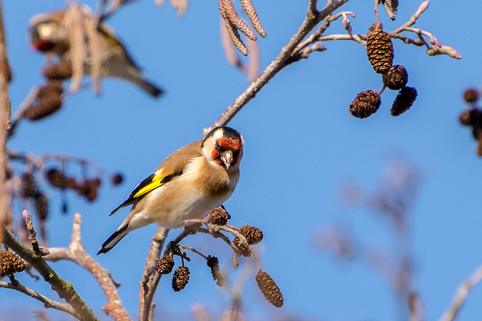 Goldfinch