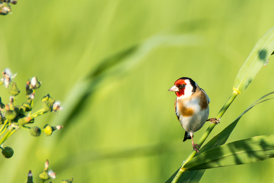 Goldfinch