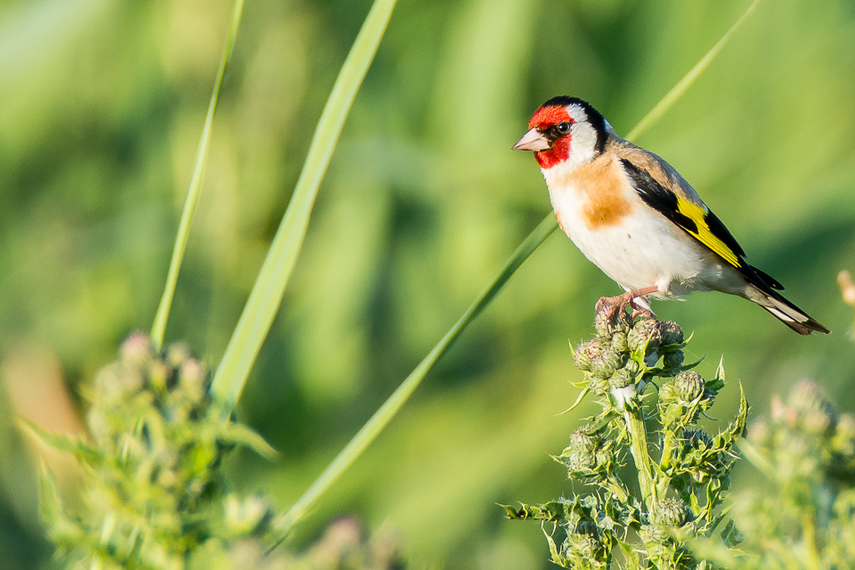 Goldfinch